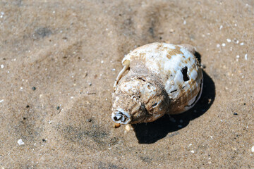 Close up broken seashell on the sand at the beach by the sea in Blackpool, Lancashire, England.