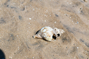 Close up broken seashell on the sand at the beach by the sea in Blackpool, Lancashire, England.