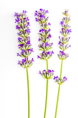 Obraz premium Bouquet of lavender flowers and seeds on white background. Isolated on white background.