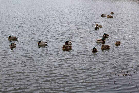 A Flock Of Ducks Swimming In The Cold Lake Water.