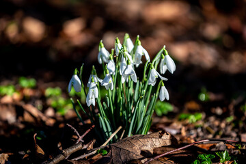 Pretty White Snowdrop Flowers in February