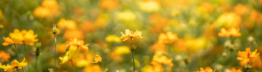 Closeup of yellow Cosmos flower on blurred green background under sunlight with copy space using as...