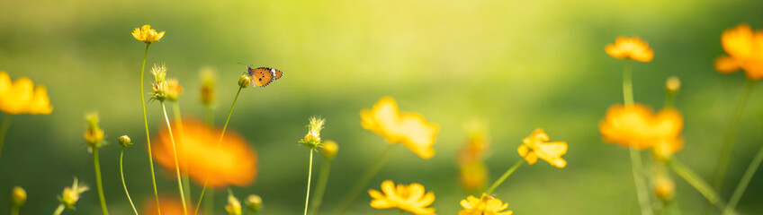 View of orange butterfly on young yellow flower with green nature blurred background  with copy...