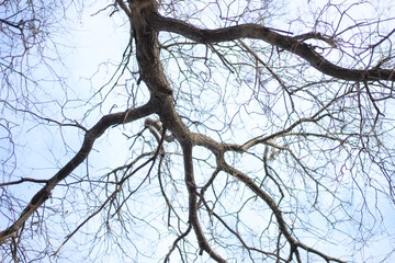 Black Sea tree.