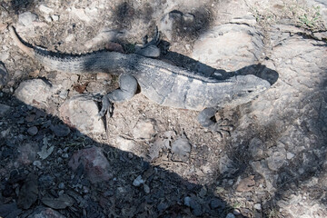 The black iguana (Ctenosaura similis)  26