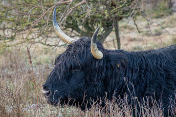 Close up of head of black Scottish highlander
