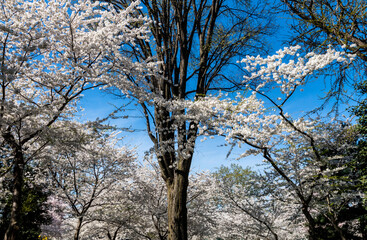 Cherry blossoms tree during spring time lined up in Washington DC's river bank. The Thomas Jefferson Memorial on the background.