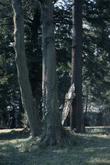 An einem Baum auf dem Frankfurter Hauptfriedhof lehnt ein eisern