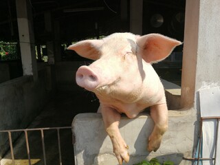 Close up of big pig in the farm