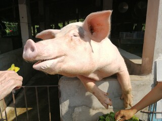 Close up of big pig in the farm
