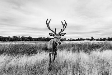 Naklejka premium Clouse up of a male deer on the fields of Richmoond near London, UK. Head of a red deer in the wild