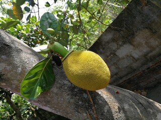 Close up of the bright yellow exotic fruit