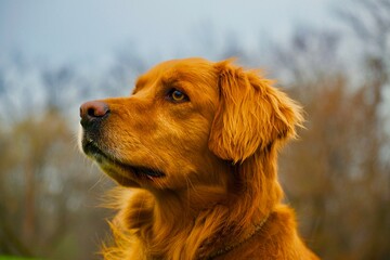 Adorable Golden Retriever with bright fur on street