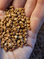 a handful of buckwheat grains in a woman's hand