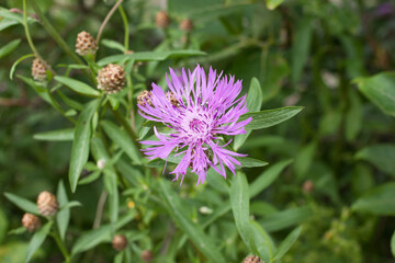 Meadow cornflower (Centaurea jacea). Lilac pink flower on green grass background