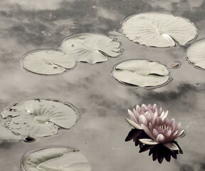 fiori di loto in giardino zen