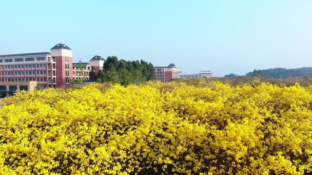 Drone flying over blooming golden trumpet tree, tabebuia chrysotricha and the building landscape behind
