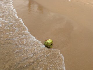 Green coconut on the sandy beach covered by a splash of sea water