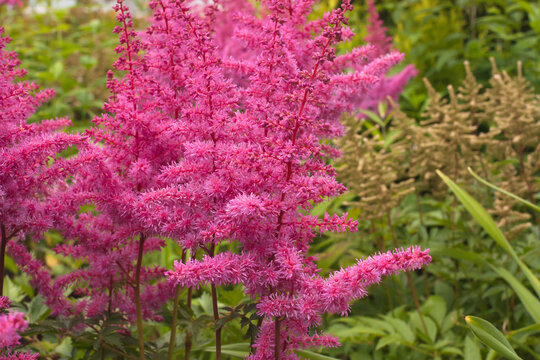 beautiful bright pink astilba flowers, selective focus