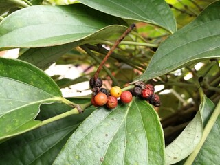 Black pepper farm in Vietnam and pepper berries closeup