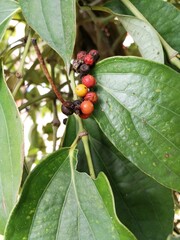 Black pepper farm in Vietnam and pepper berries closeup