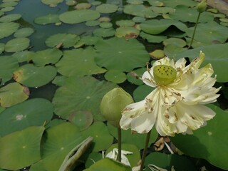 Old lotos flower and green leaves on the water surface