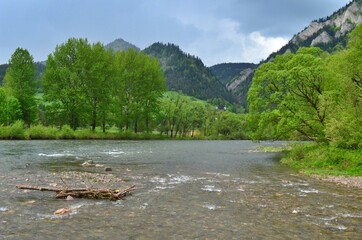 spring green trees and wide mountain river three crowns mountain Carpathian Pieniny