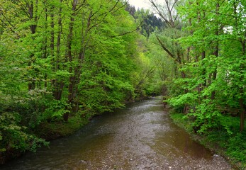 Fototapeta na wymiar spring river surrounded by green forest Carpathians Slovakia