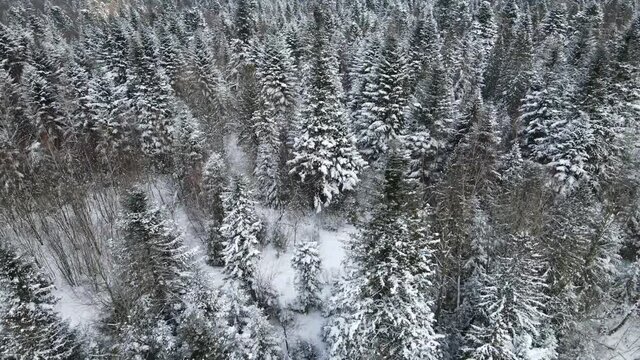 pine forest tree pine video shooting 4K flight over the forest winter