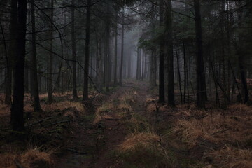 Obraz premium Waldwegfinsterniss