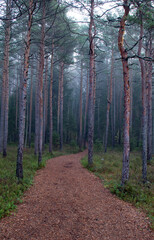 A curvy walk path in a foggy pine tree forest with copy space