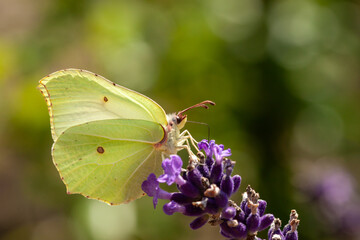 butterfly on flower
