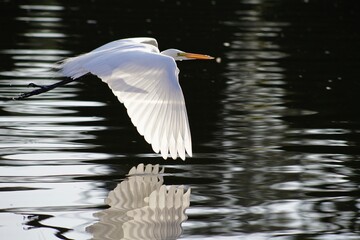 Heron flying over the lake