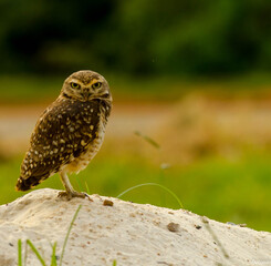 owl on a branch