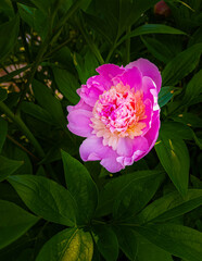Pink and white flower