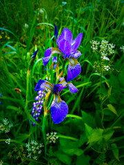 blue iris flower
