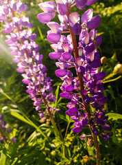 Lupinus flower