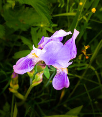 purple iris flower