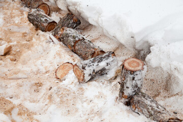 A log cut by a chainsaw and sawdust lie in the snow in winter. Russia, Siberia, Altai.