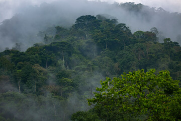 Forest trees under the mist in Colombia