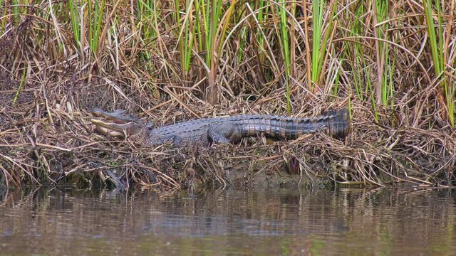 Young American Alligator on a river bank with mouth open