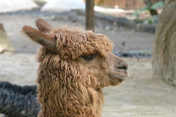 alpaca in the zoo