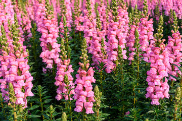 Obraz premium Beautiful Antirrhinum majus dragon flower also known as Snap Dragons and Tagetes patula (French Marigolds) is blooming in the garden.