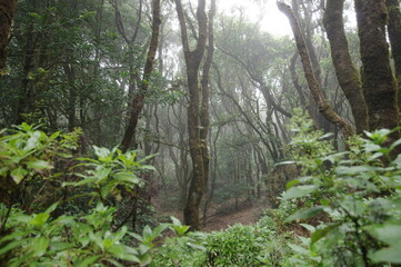 Fototapeta premium Parque rural de Anaga, Tenerife. Islas Canarias.