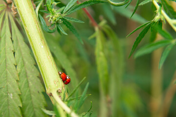 breakfast and sex on cannabis.Two pairing red ladybugs  (Coccinella) on green leaves close up.background is blurred.