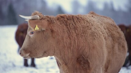 light brown furry cow bull looking winter field cloudy day snow multiple cows in the background - Powered by Adobe