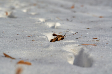 Oak leaf in human tracks on snow
