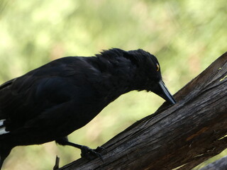 Pied Currawong Blue Mountains NSW