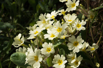 Yellow sunlit Primrose flowers, Primula vulgaris, blooming in the spring sunshine