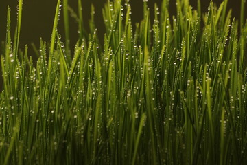 Naklejka na ściany i meble Close-up Of Wet Grass On Field